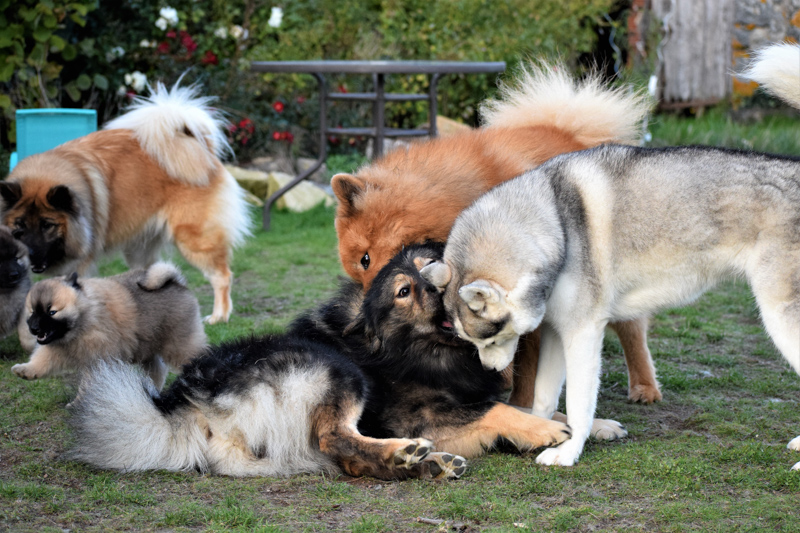 dico-dog-groupe-chiens-03-education-comportement-canin-deux-sevres