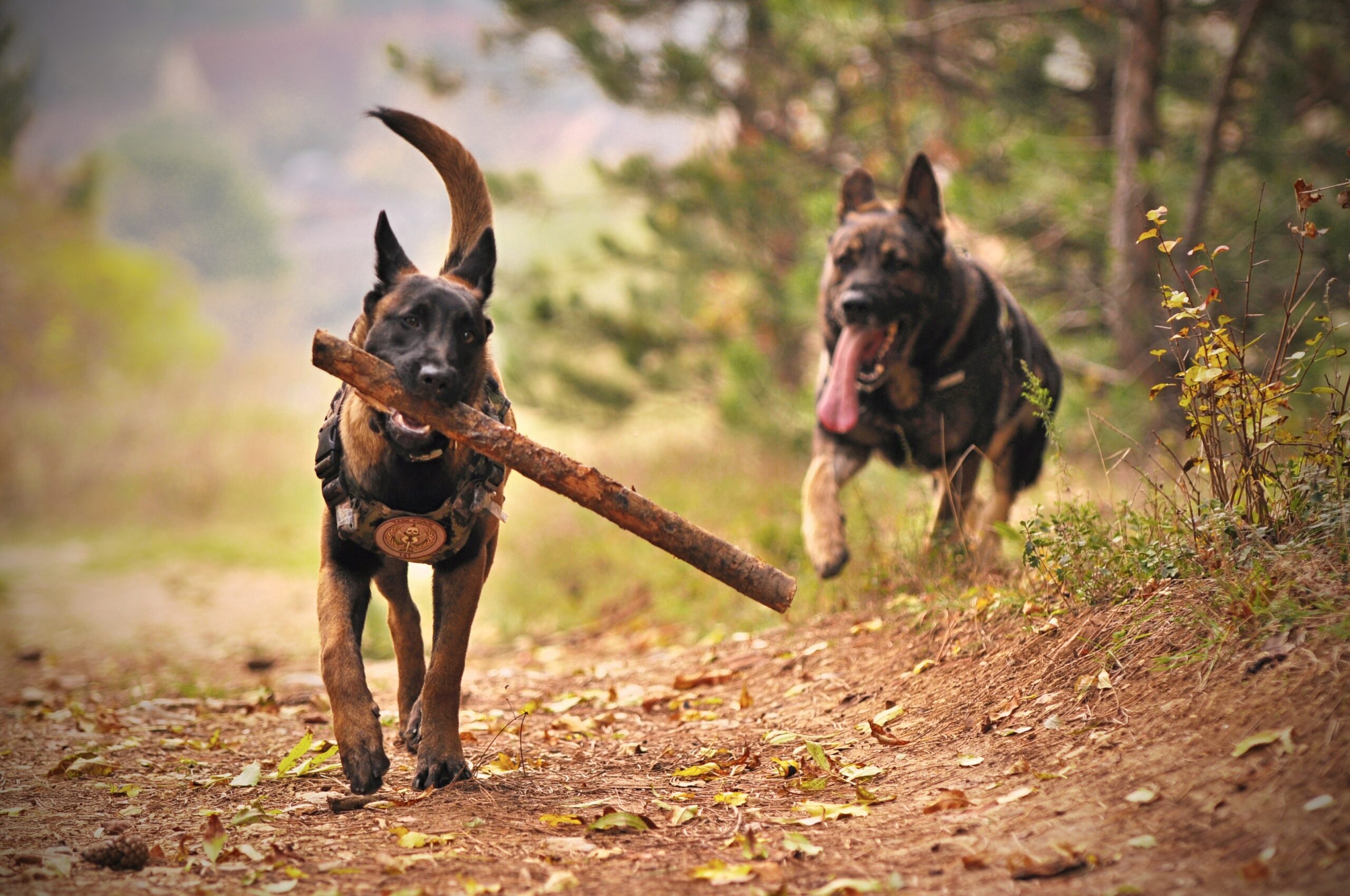dico-dog-groupe-chiens-20-education-comportement-canin-deux-sevres