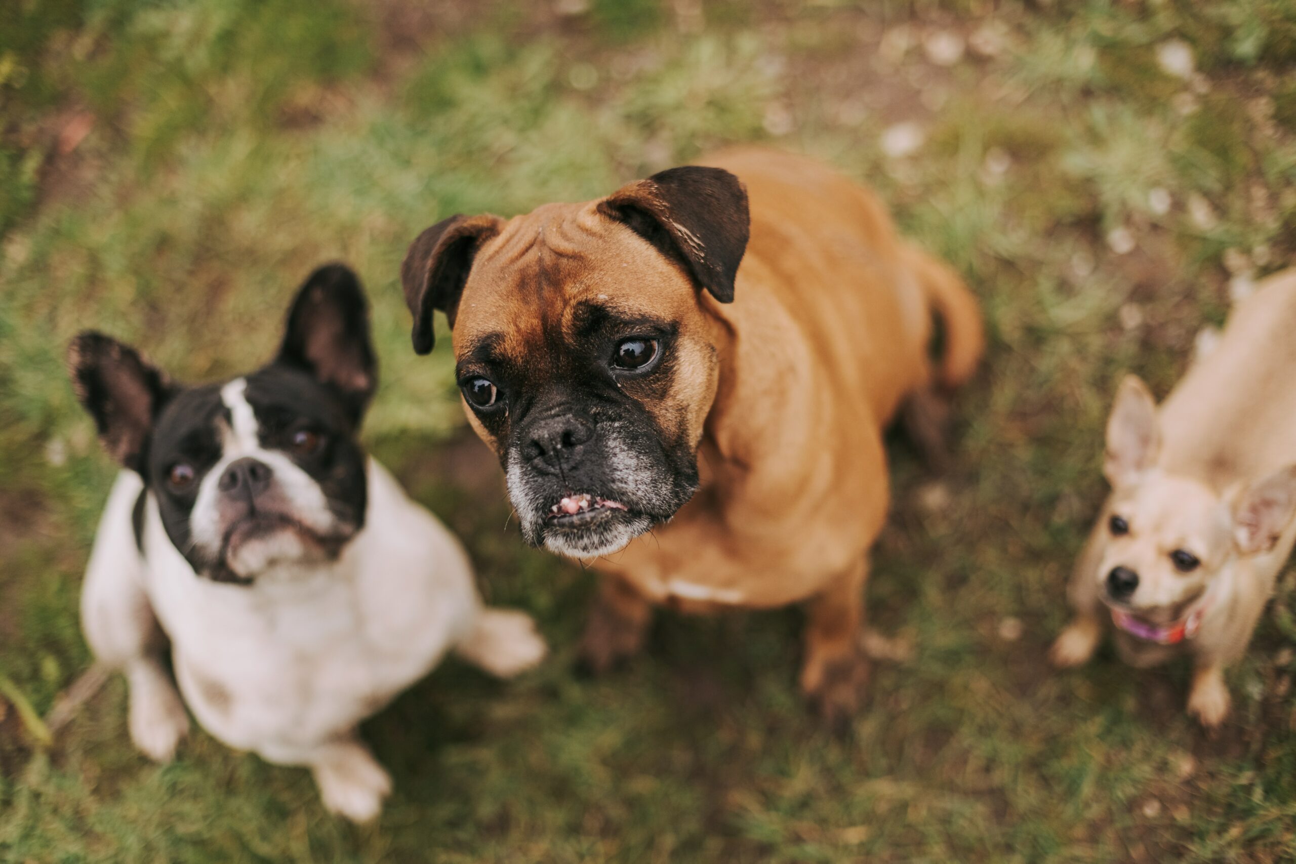 dico-dog-groupe-chiens-08-education-comportement-canin-deux-sevres