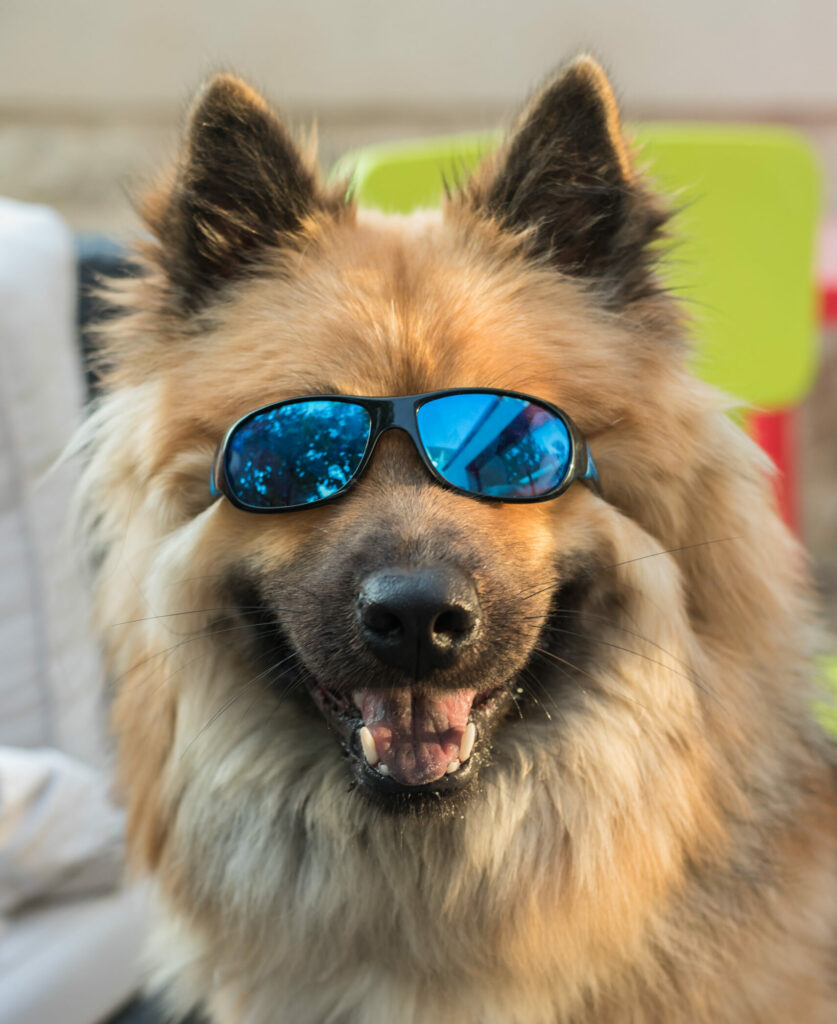 Dico Dog - Pixie, eurasier de Marie Maximenko, Dico Dog, avec ses lunettes pour se protéger du soleil