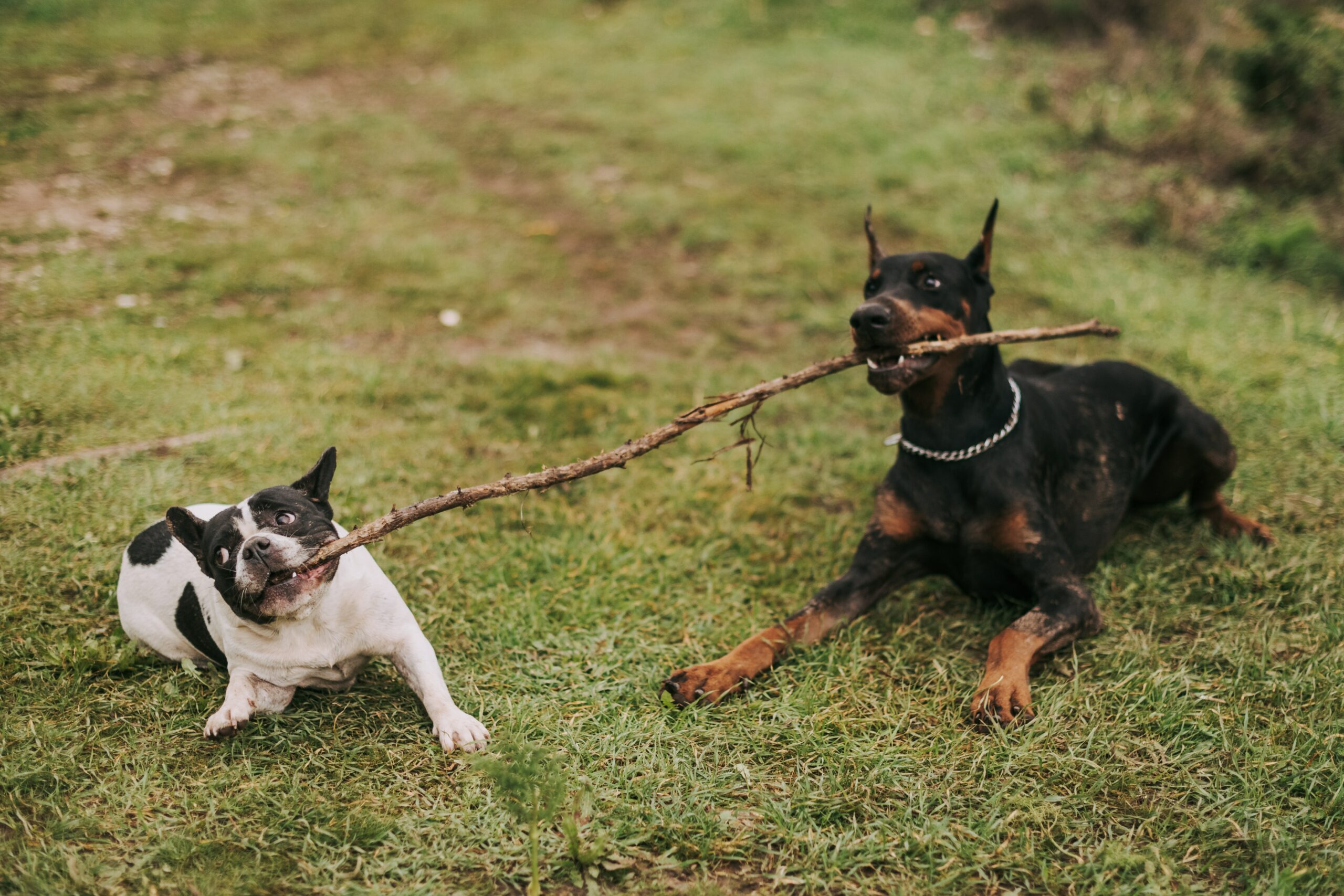 dico-dog-groupe-chiens-21-education-comportement-canin-deux-sevres