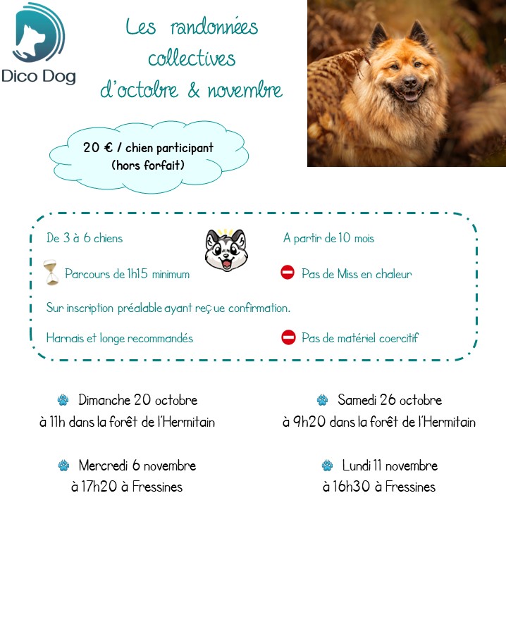 Randonnées canines chien