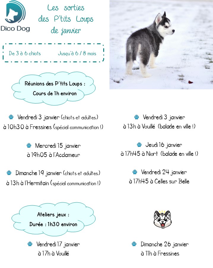 ateliers jeux et cours collectifs chiots