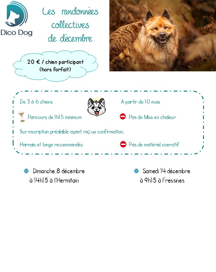 Randonnées canines chiens