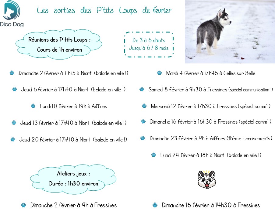 Ateliers jeux cours collectifs chiots P'tits Loups