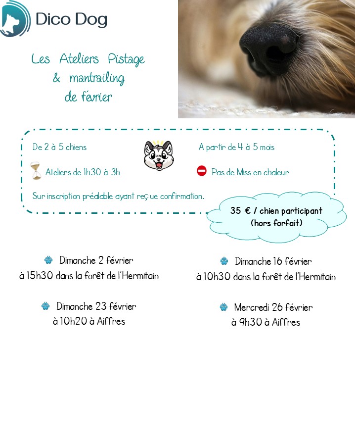 Ateliers mantrailing chien