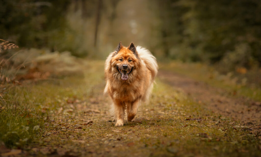 Education comportement canin Dico Dog