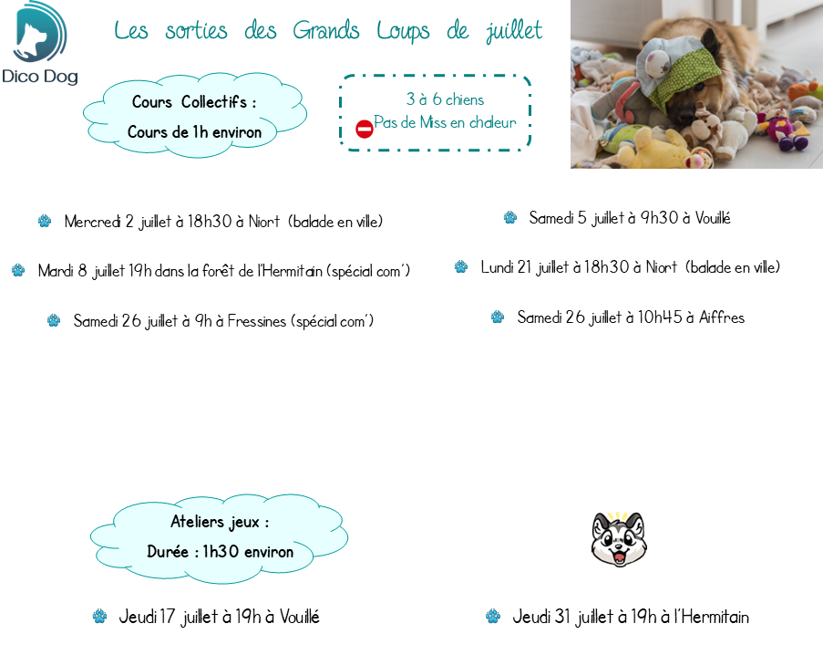Cours collectifs et ateliers jeux canins de juillet - Dico Dog