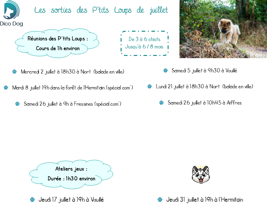 Cours collectifs chiots Réunions des P'tits Loups et ateliers jeux - Juillet - Dico Dog