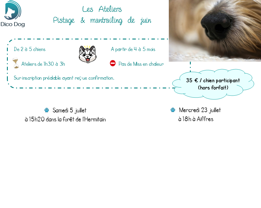 Ateliers mantrailing juillet Dico Dog