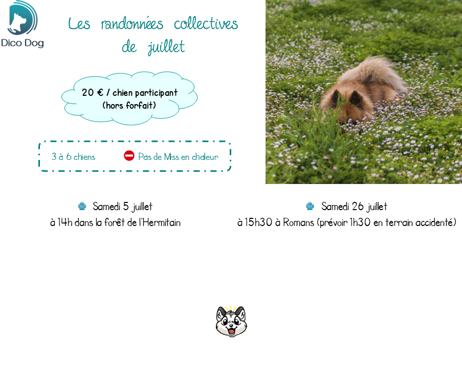 Randonnées canines Dico Dog juillet