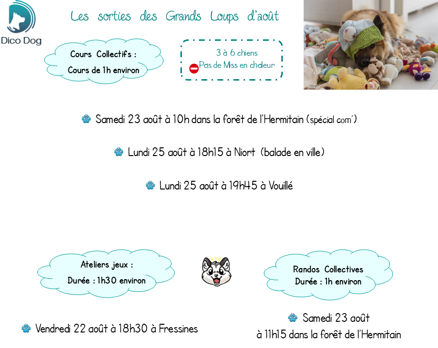 Activités canines randos cours collectifs jeux Dico Dog Niort