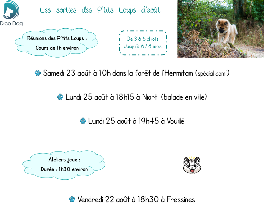 Cours collectifs Ateliers jeux Dico Dog Niort
