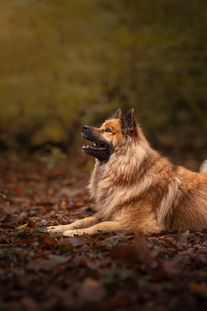 Dico dog, formation parcours
