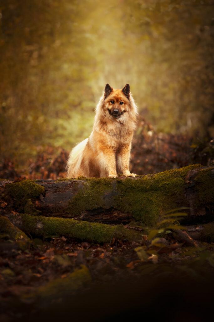 Dico Dog méthodes positives et bienveillantes éthique