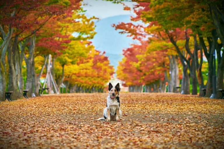 Éducation du chien