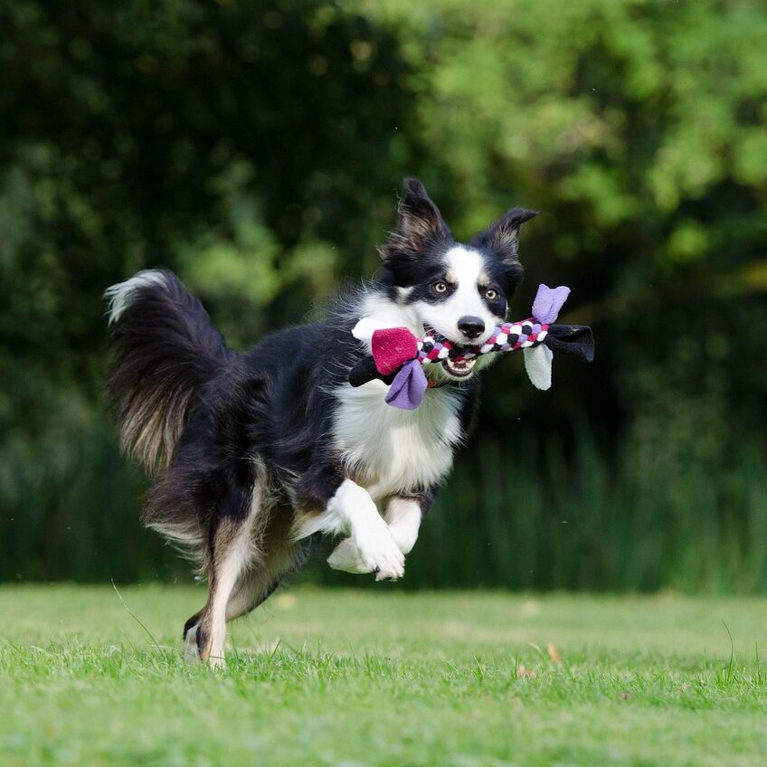 border-collie-672634_1280
