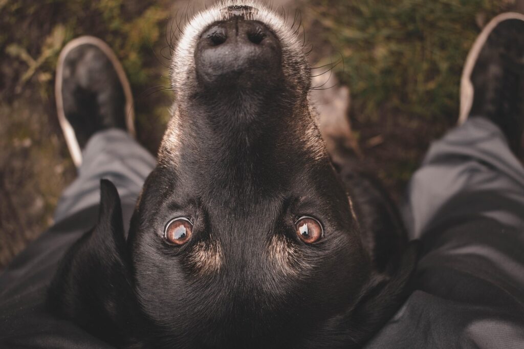 Chien entre les jambe - écoute, obéissance, bienveillance et complicité dans le jeu