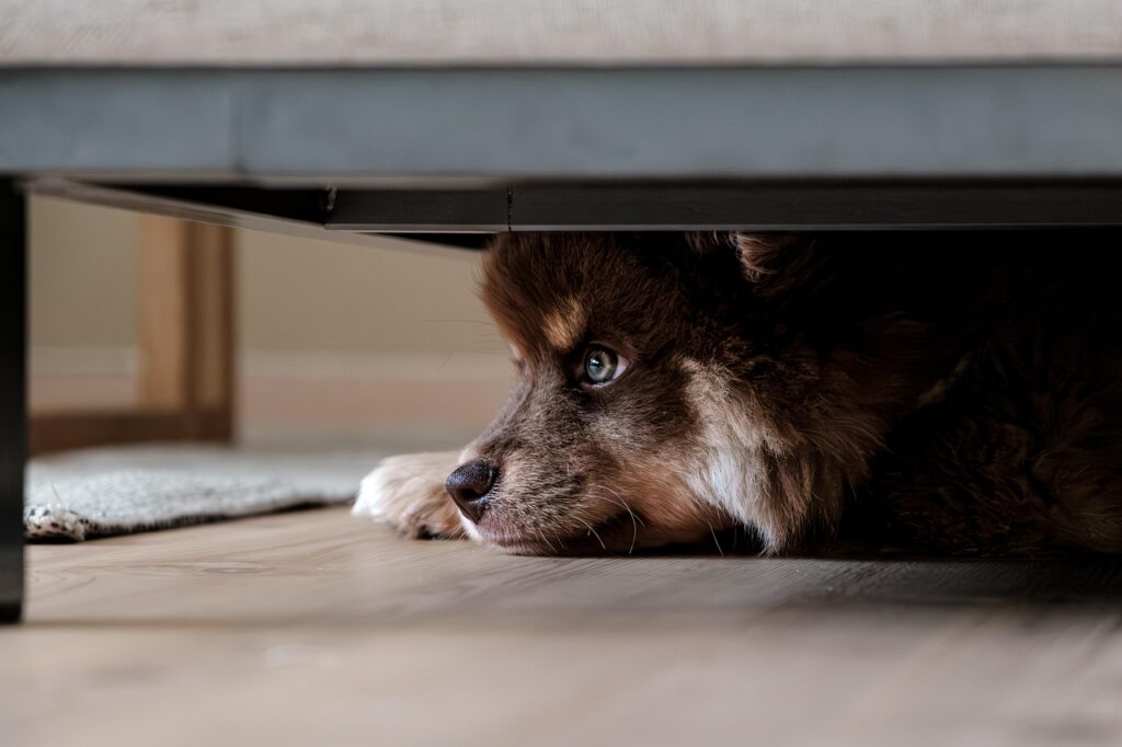 anxiété de séparation du chien