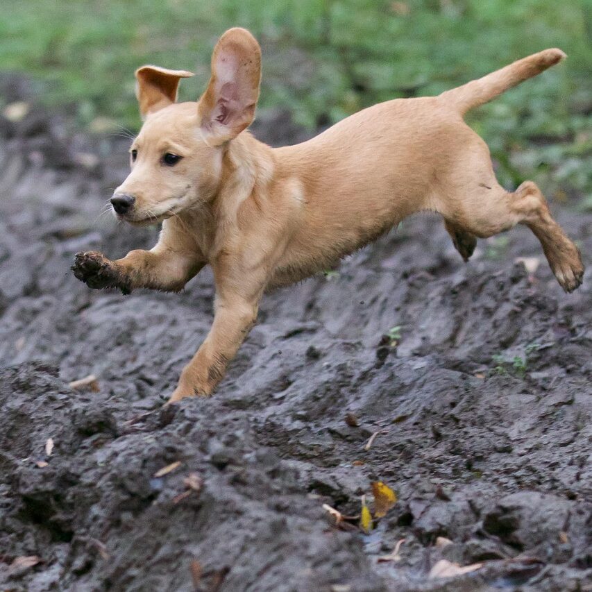 Éducation du chiot