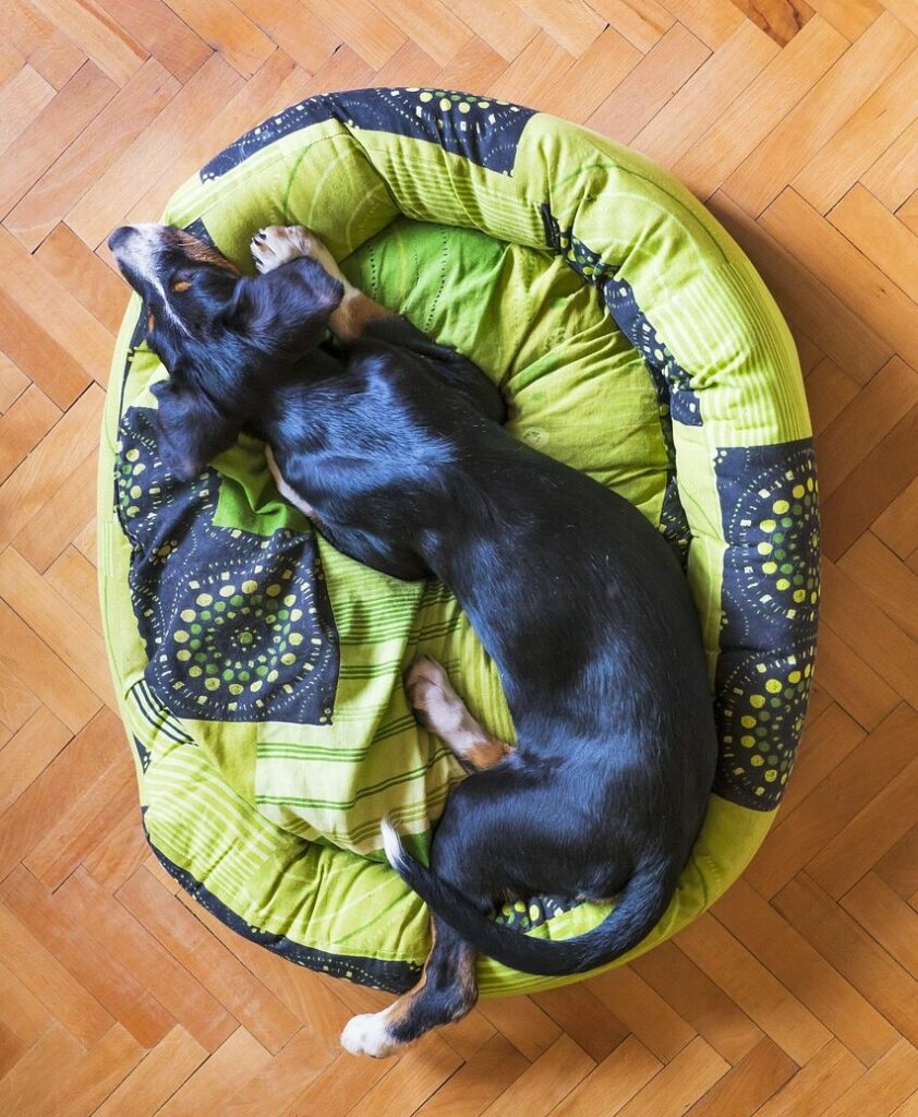 anxiété de séparation du chien