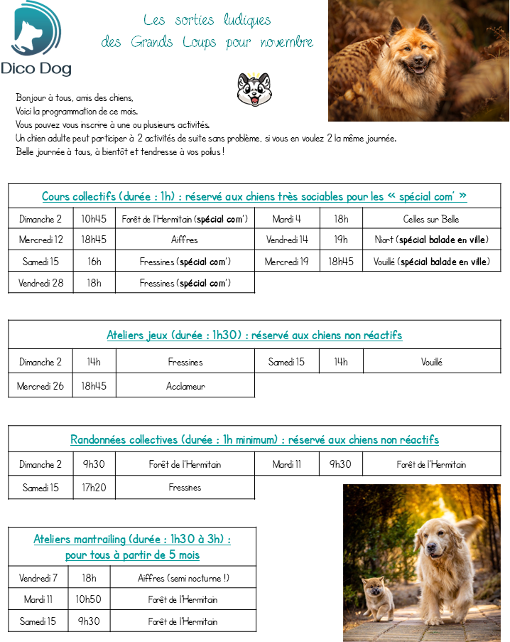 Activités collectives ludiques canines Dico Dog