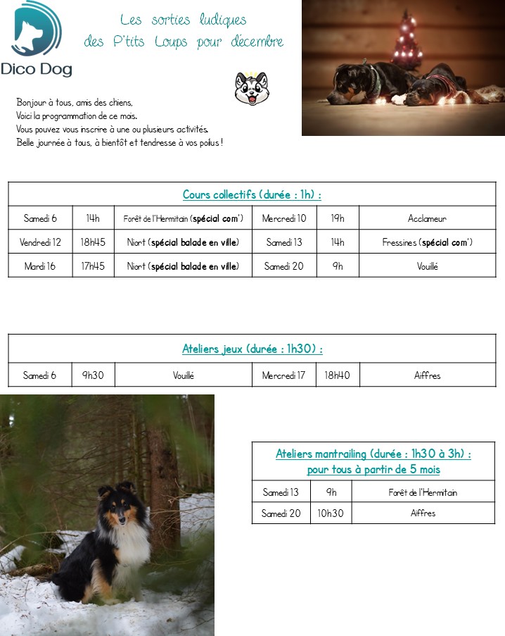 Activités ludiques collectives canines Dico Dog