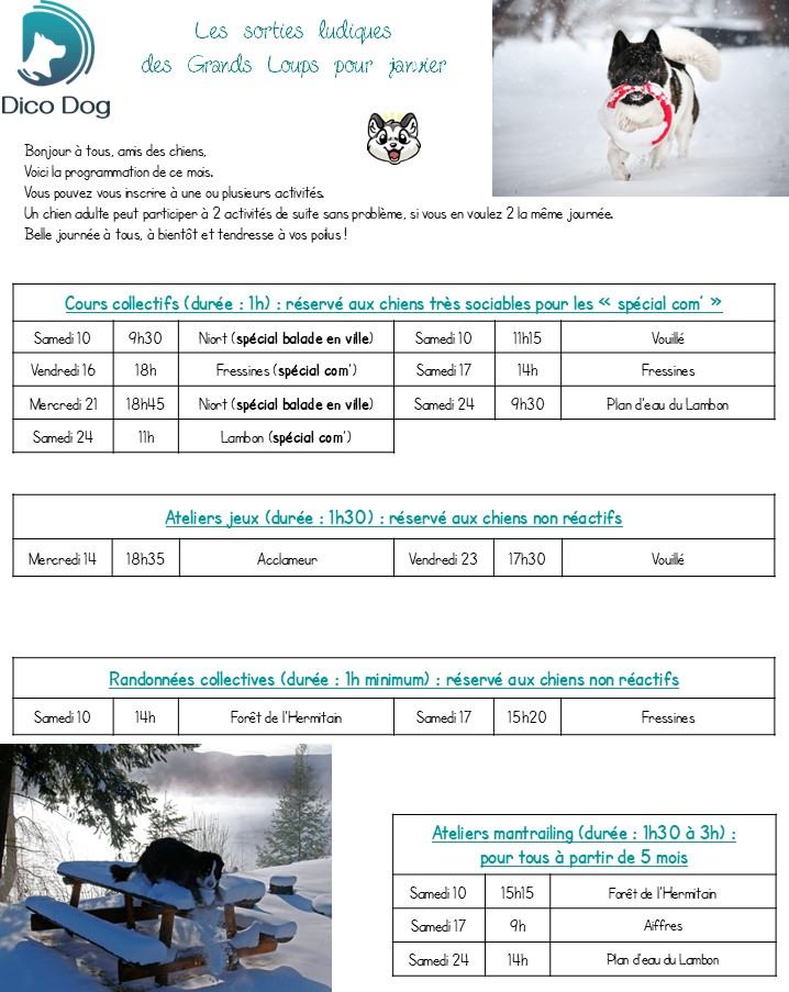 Activités ludiques collectives canines Dico