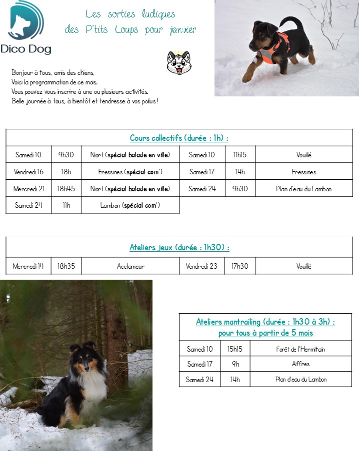 Activités ludiques collectives canines Dico