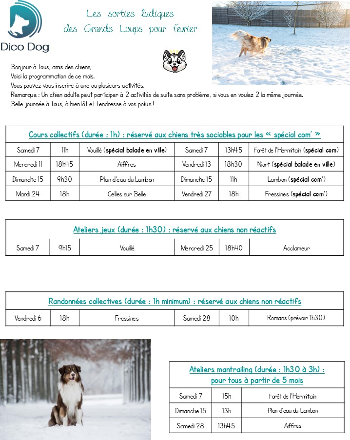 Activités ludiques collectives canines Dico