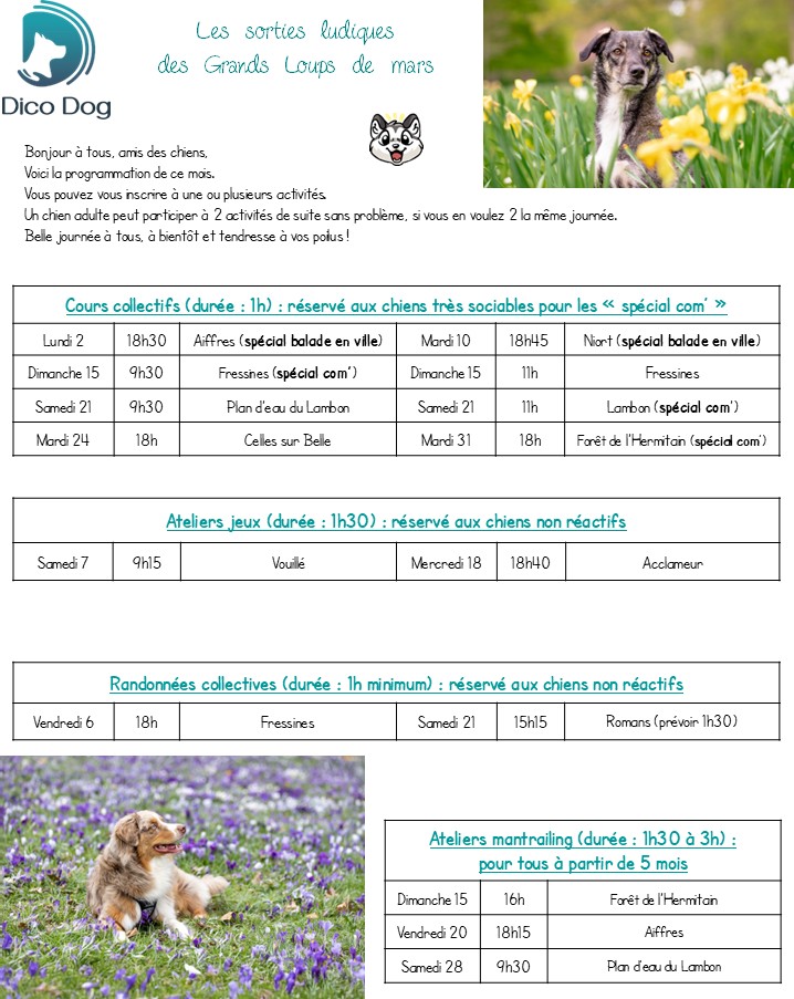 Activités canines collectives et ludiques