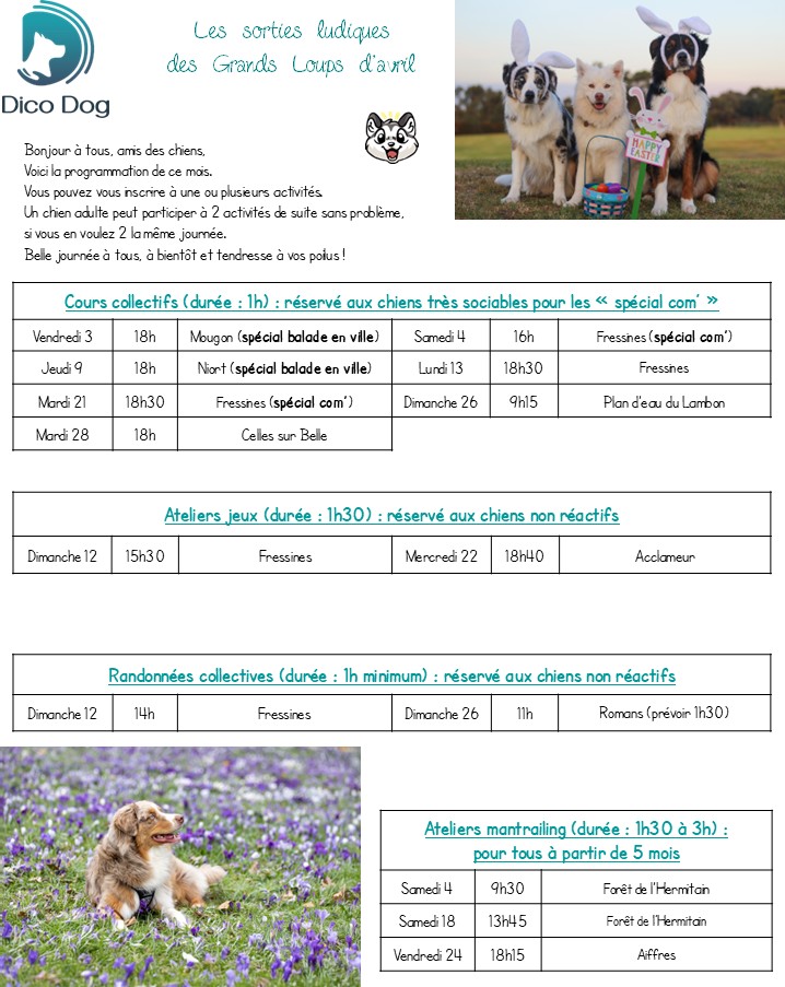 Activités canines ludiques de Dico Dog