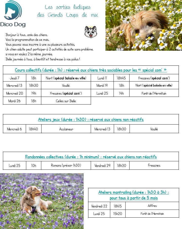 Activités canines ludiques de Dico Dog