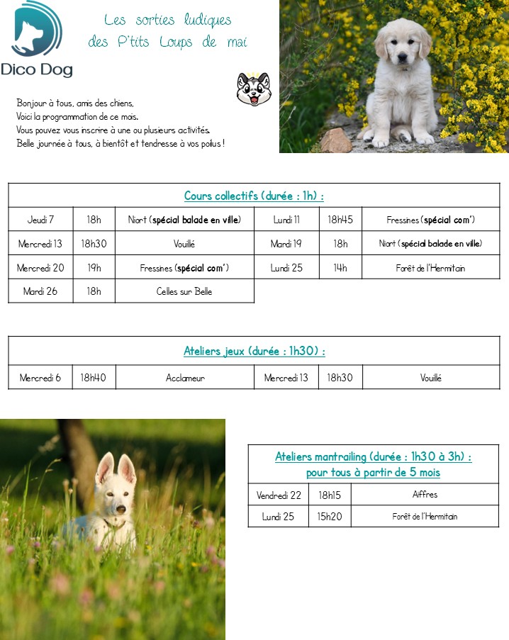 Activités canines ludiques de Dico Dog