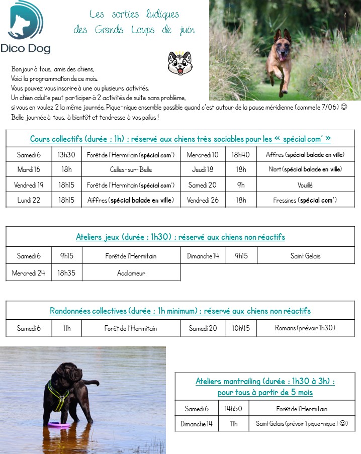 Activités collectives ludiques pour chiens de Dico Dog
