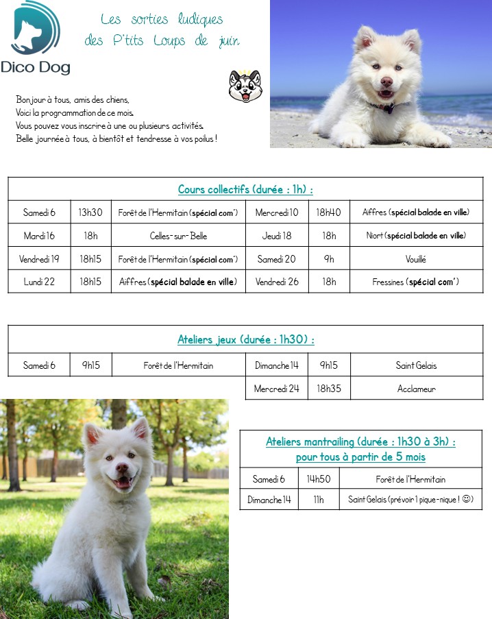 Activités ludiques et collectives canines pour chiots Dico Dog