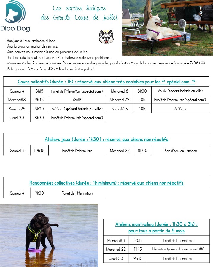 Activités collectives ludiques pour chiens