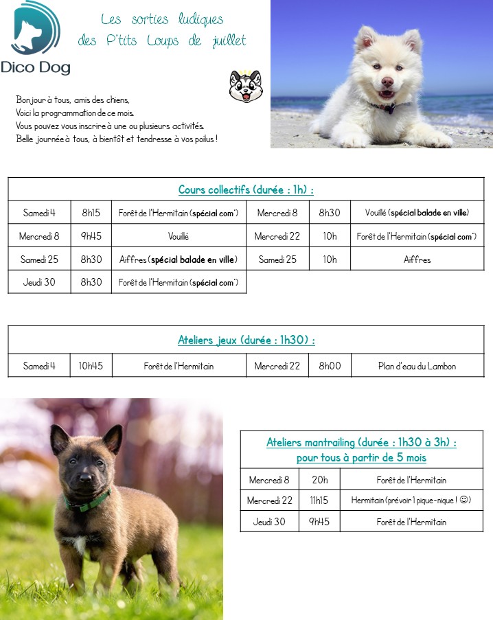 Activités ludiques et collectives canines pour chiots Dico Dog