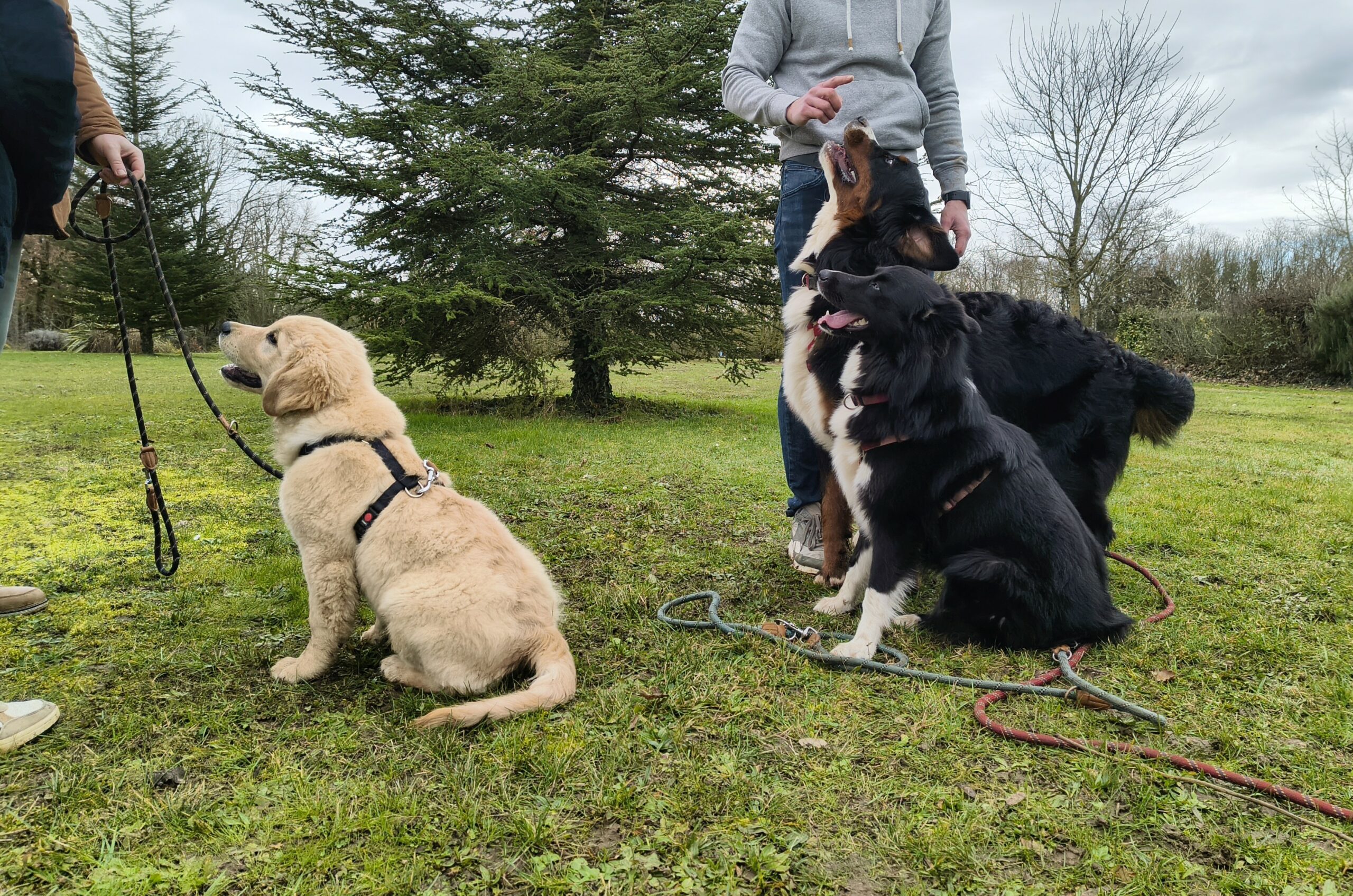 Cours collectif socialisation chez Dico Dog
