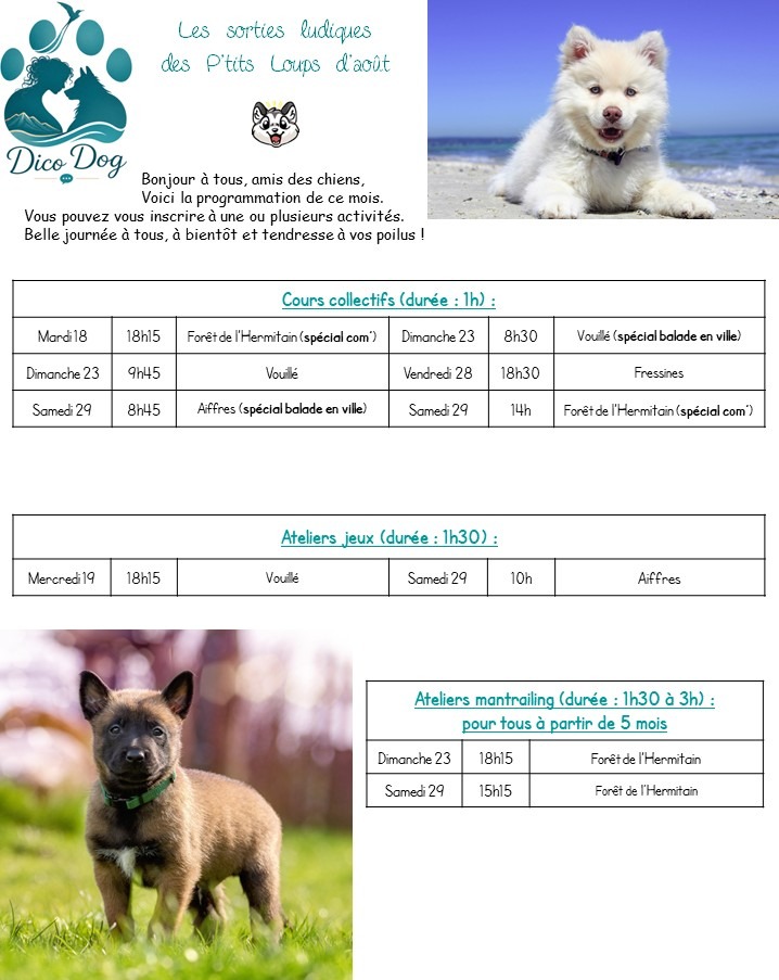 activités canines collectives et ludiques