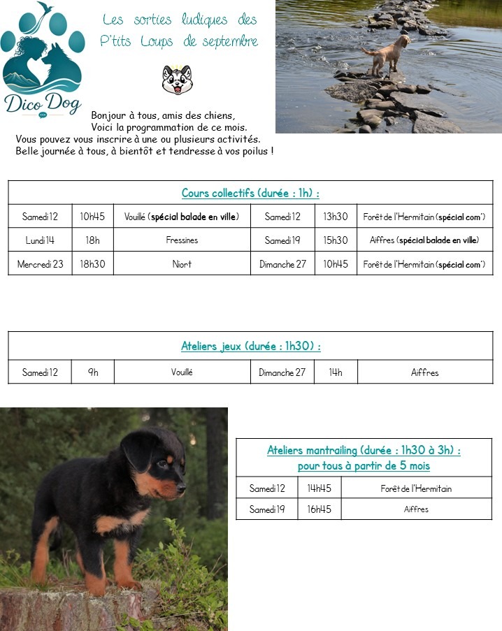 activités canines collectives et ludiques